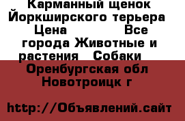 Карманный щенок Йоркширского терьера › Цена ­ 30 000 - Все города Животные и растения » Собаки   . Оренбургская обл.,Новотроицк г.